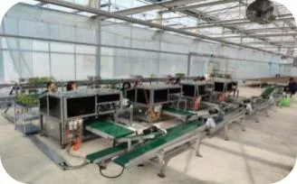 四川成都茄果类机械化嫁接育苗基地