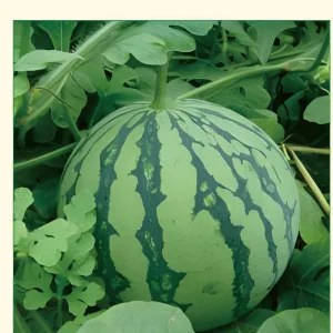 瓜类作物